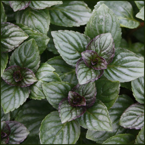 Chocolate Mint