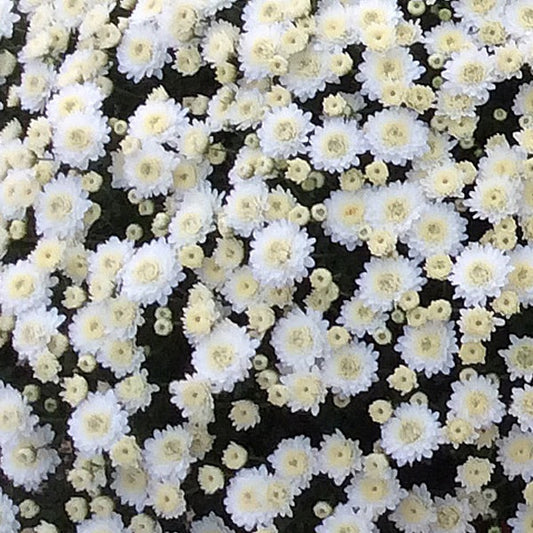 Chrysanthemum. - 'Morden Cameo' Hardy Mum