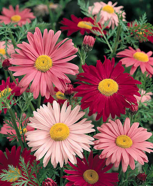 Robinson Hybrid Painted Daisy