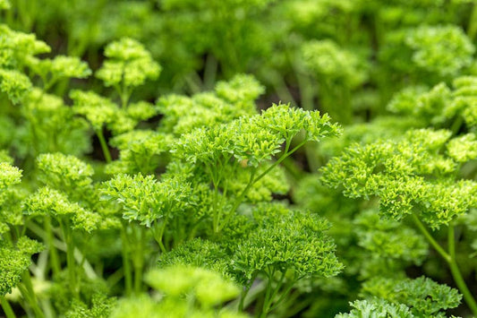 Curled Parsley