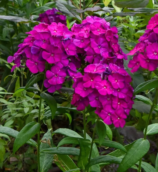 Flame Purple Garden Phlox