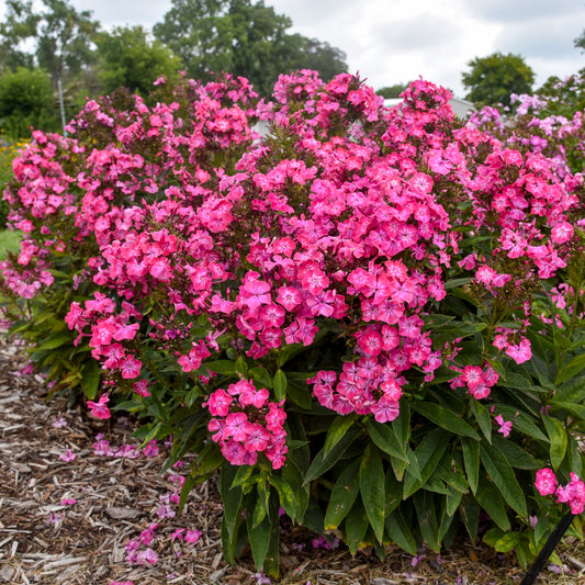 Flame Pink Garden Phlox