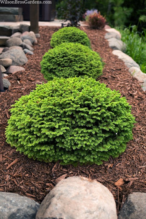 'Little Gem' Norway `Spruce