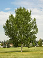 'Okanese Hybrid' Poplar Rooted Plugs (25 trees per bag)