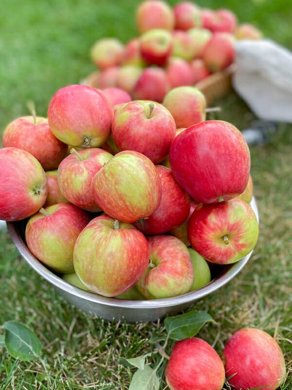 'Prairie Sensation' Apple