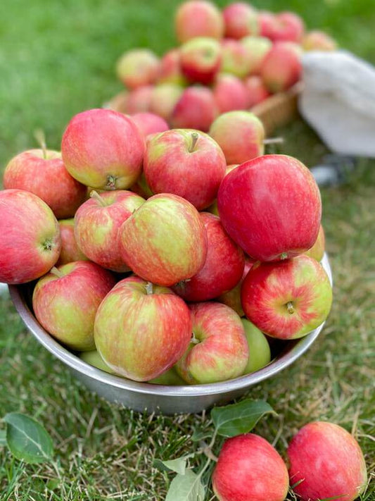 'Prairie Sensation' Apple