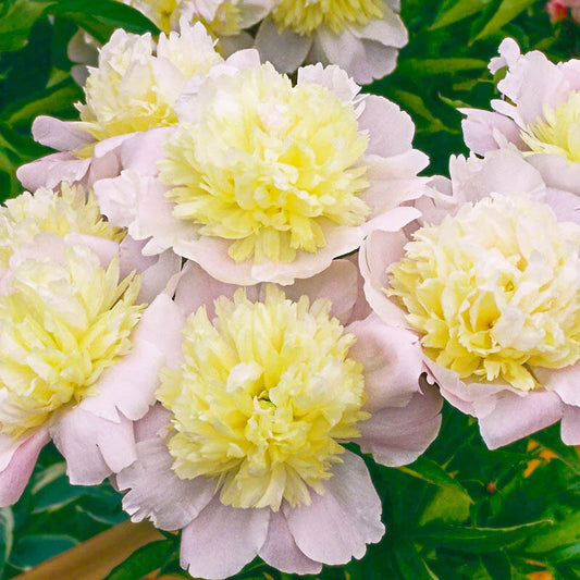 'Primevère' Peony Double Yellow