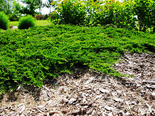 'Prince of Wales' Spreading Juniper