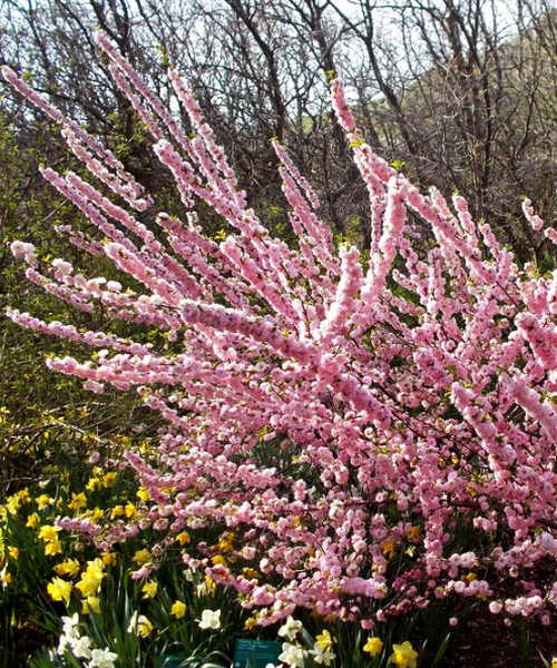 Flowering Almond
