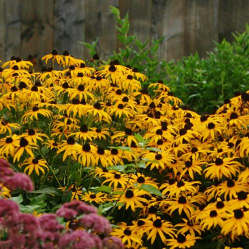 'Goldsturm' Black Eyed-Susan