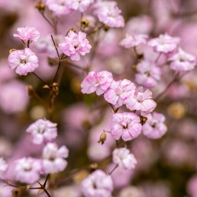 'Rosy Veil' Baby's Breath