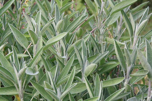 Common Sage