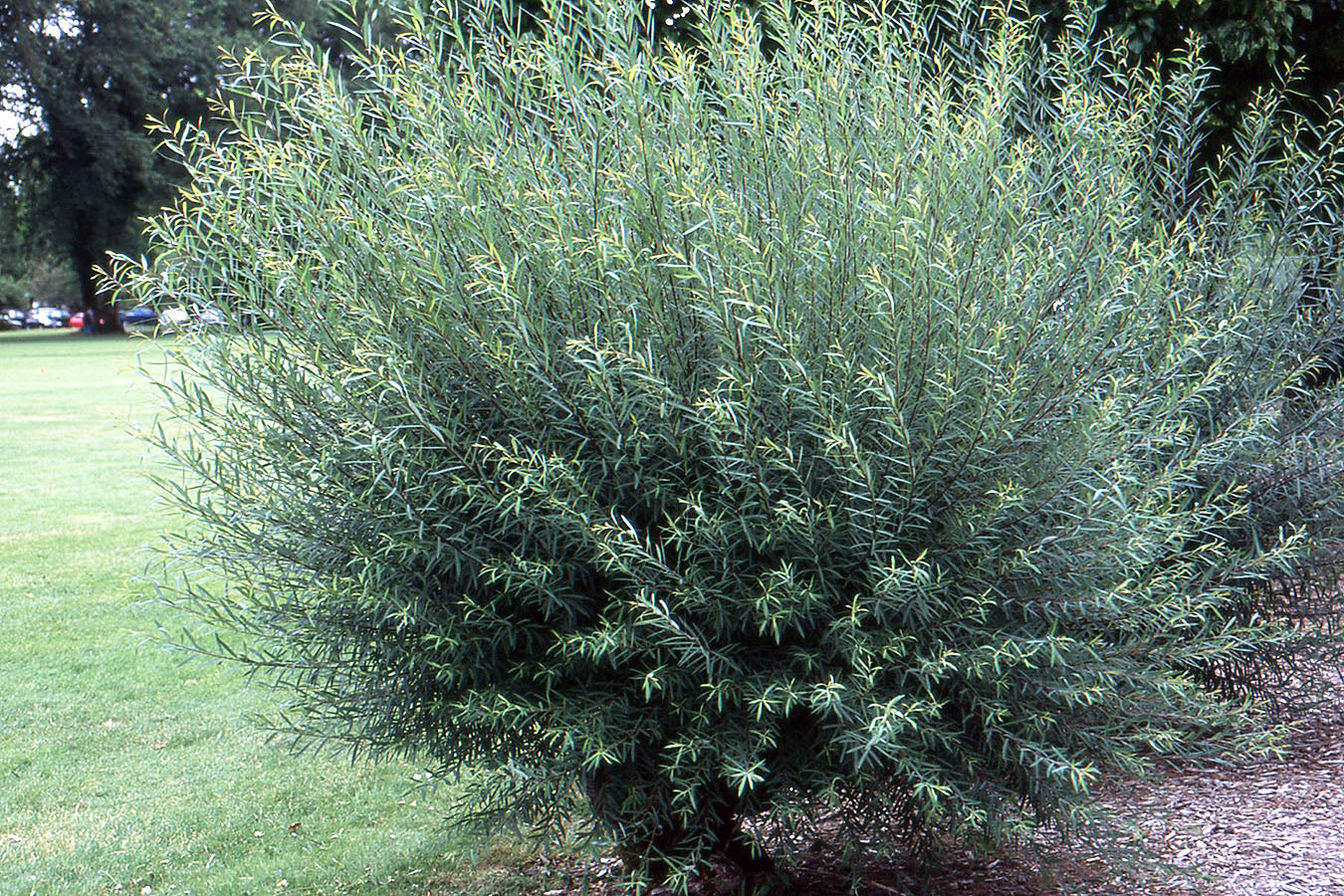 'Canyon Blue Arctic' Willow