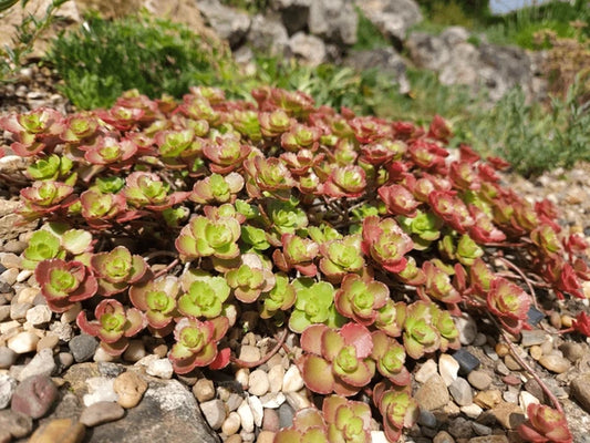 'Bronze Carpet' Stonecrop Groundcover