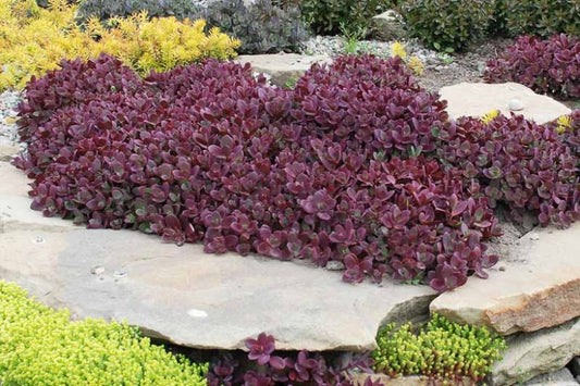 Sunsparkler 'Firecracker' Stonecrop