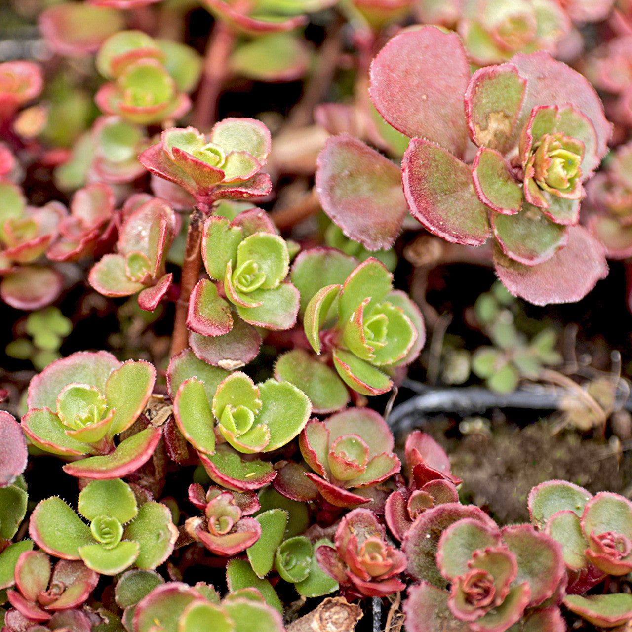 'Bronze Carpet' Stonecrop Groundcover