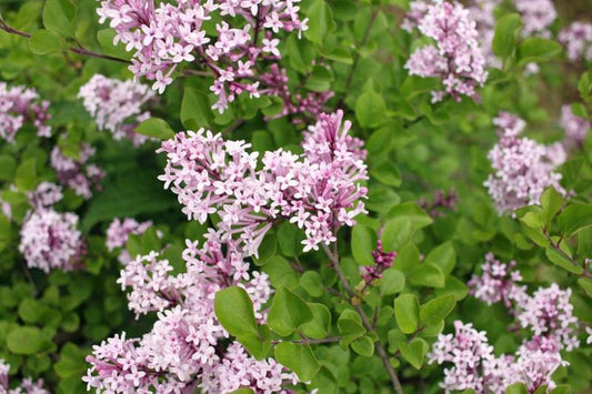 'Dwarf Korean' Lilac