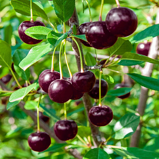 'Juliet' Dwarf Sour Cherry