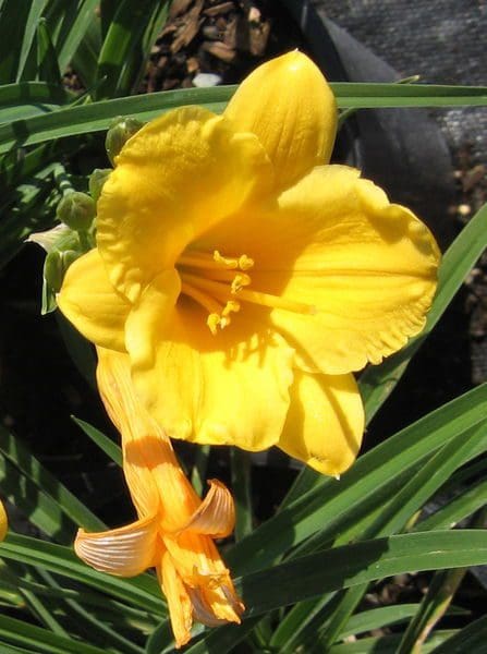 'Stella de Oro' Daylily Yellow