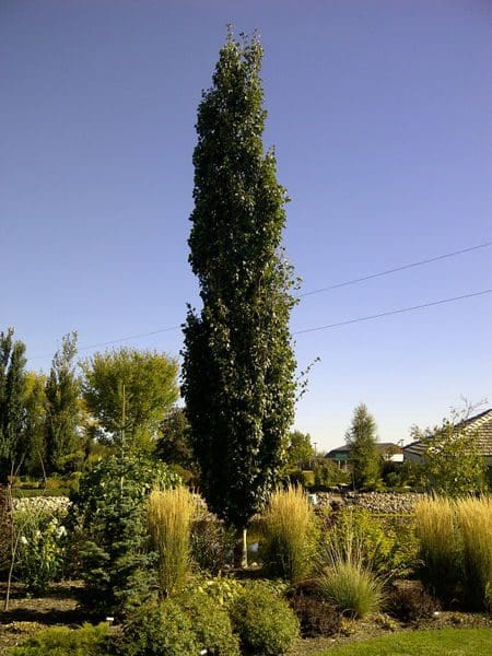 'Swedish Aspen' Poplar