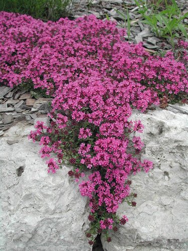Creeping Red Thyme