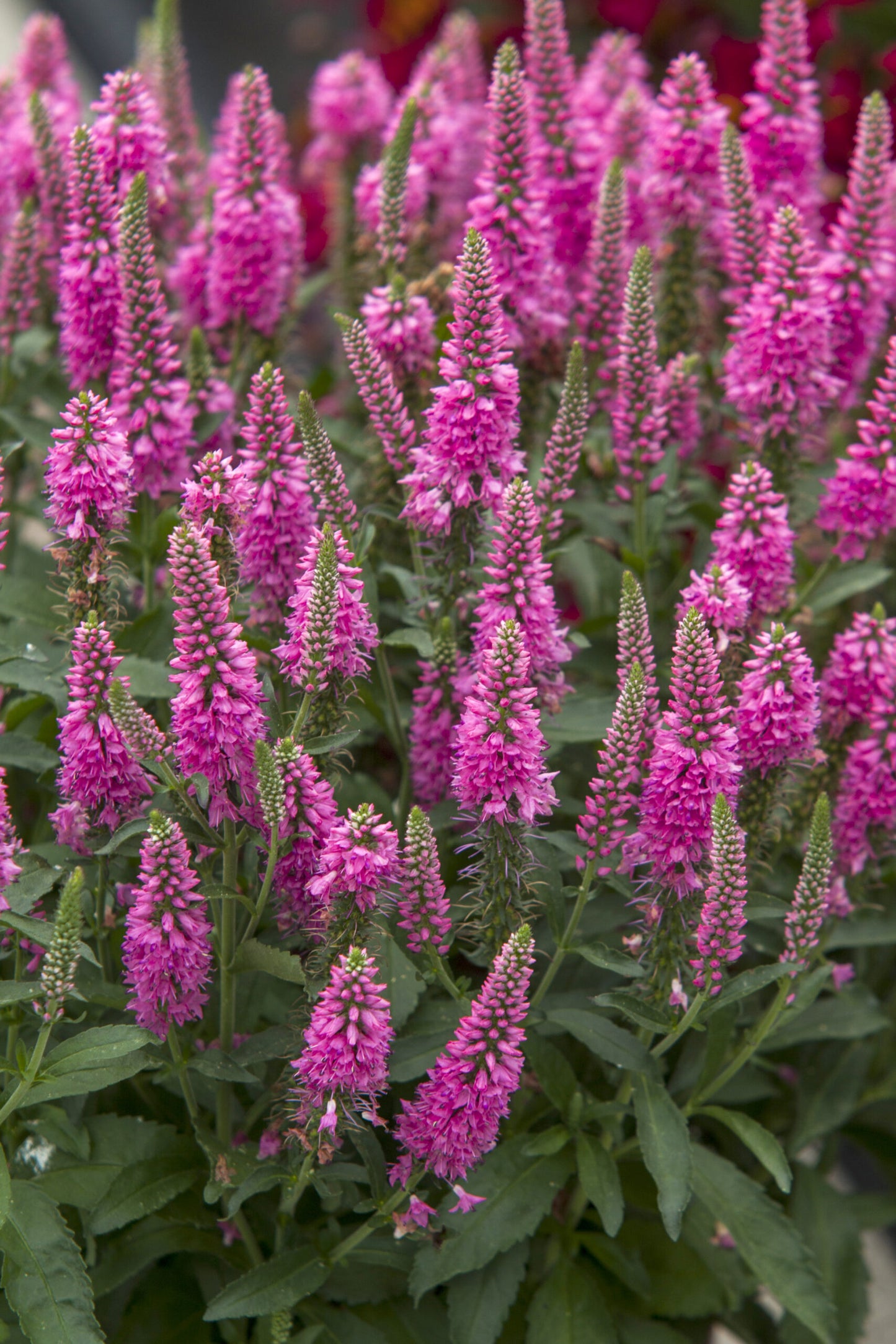 'Bubblegum Candles' Speedwell