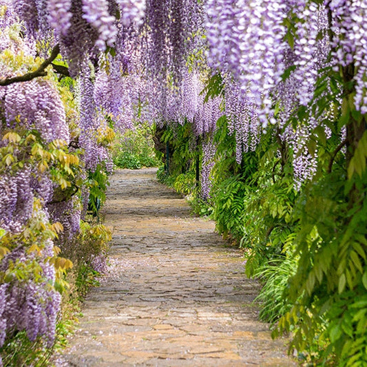 Wisteria - 'Blue Moon'